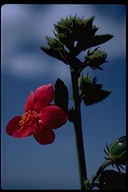 Hibiscus aponeurus