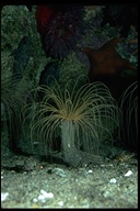 Pachycerianthus fimbriatus