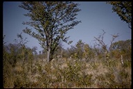 click for enlargement