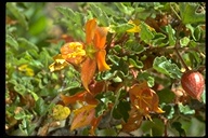 Fremontodendron decumbens