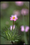 Two-color Linanthus