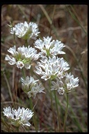 Allium lacunosum