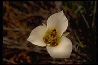 Bruneau Mariposa Lily