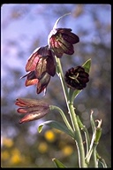 Fritillaria biflora