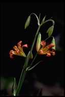 Alpine Lily