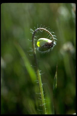 Platystemon californicus