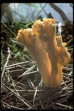 Clavulina rugosa Clavulina rugosa