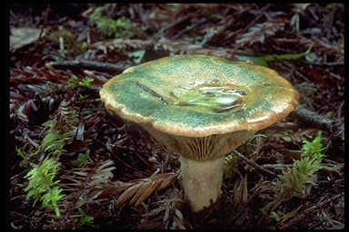 Lactarius deliciosus