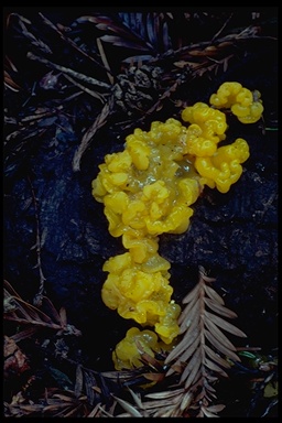 Tremella mesenterica Tremella mesenterica