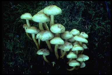 Hypholoma fasciculare