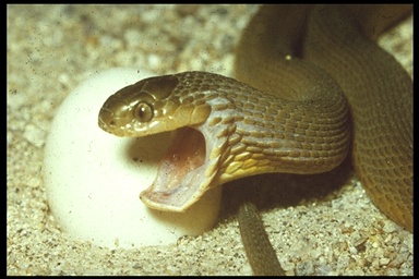 Dasypeltis inornata