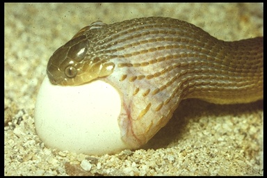 Dasypeltis inornata