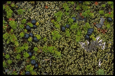 Empetrum nigrum Empetrum nigrum