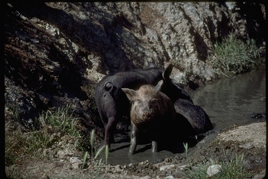 Sus scrofa Sus scrofa