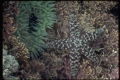 Pisaster ochraceus Pisaster ochraceus