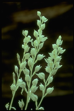 Cephalanthera austiniae Cephalanthera austiniae