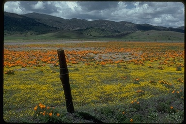 field of California poppies