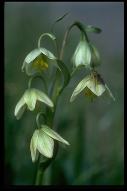 Fritillaria liliacea