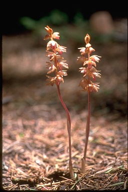 Corallorhiza striata Corallorhiza striata