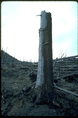 tree with blasted bark that shows direction of volcanic blast