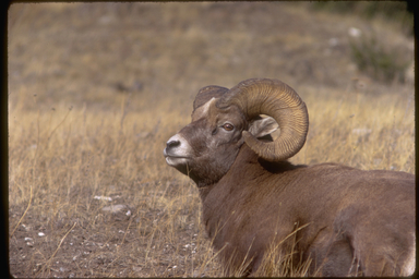 Ovis canadensis Ovis canadensis