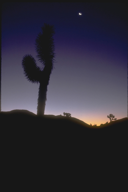 Joshua Tree silhouette at sunset, Joshua Tree National Monument Joshua Tree silhouette at sunset, Joshua Tree National Monument