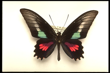 Parides zacynthus Parides zacynthus