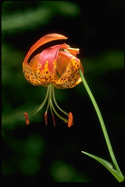 Lilium pardalinum Lilium pardalinum