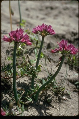 Allium dichlamydeum
