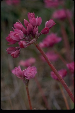 Allium dichlamydeum Allium dichlamydeum
