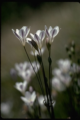 Triteleia peduncularis