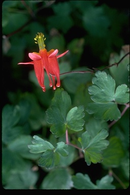 Aquilegia formosa