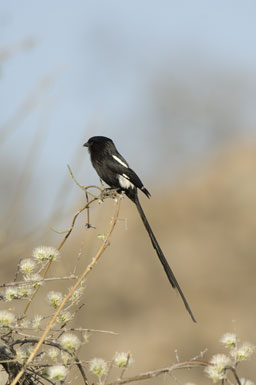 Lanius melanoleucus