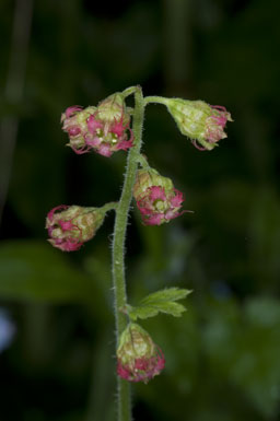 Tellima grandiflora
