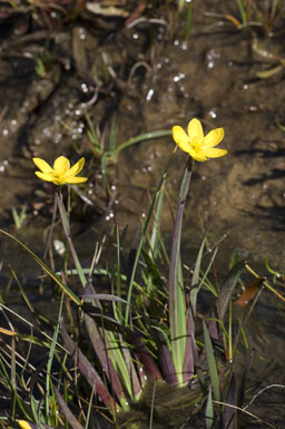 Sisyrinchium californicum Sisyrinchium californicum