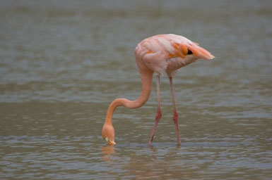 Phoenicopterus ruber Phoenicopterus ruber