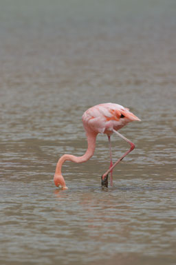 Phoenicopterus ruber Phoenicopterus ruber