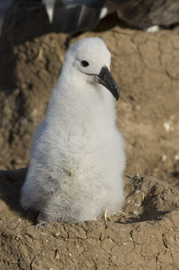 Thalassarche melanophris