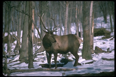 Cervus canadensis Cervus canadensis
