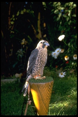 Falco peregrinus