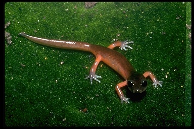 Ensatina eschscholtzii eschscholtzii Ensatina eschscholtzii eschscholtzii