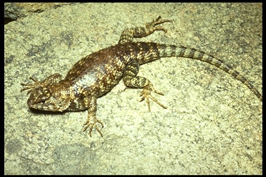 Sceloporus orcutti Sceloporus orcutti