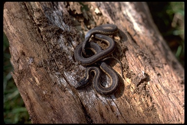 Thamnophis couchii Thamnophis couchii