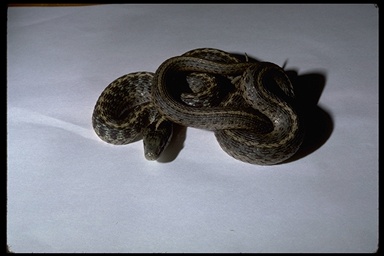 Thamnophis atratus hydrophilus Thamnophis atratus hydrophilus