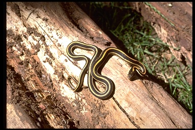 Thamnophis elegans elegans Thamnophis elegans elegans