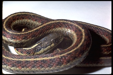 Thamnophis elegans terrestris