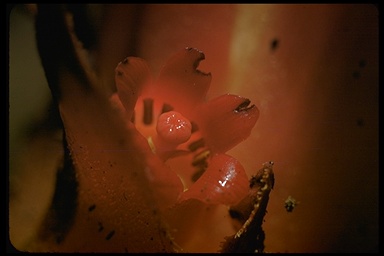 Sarcodes sanguinea Sarcodes sanguinea