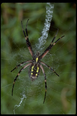 Argiope aurantia