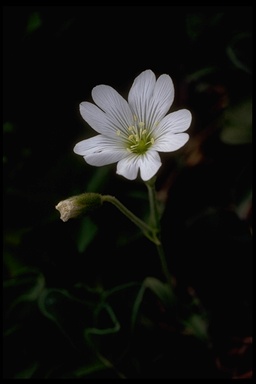 Cerastium arvense