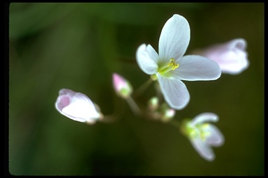 Cardamine californica Cardamine californica